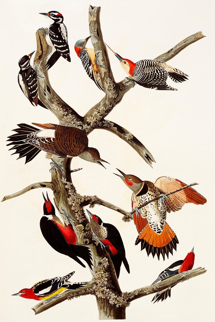 Woodpeckers,artwork