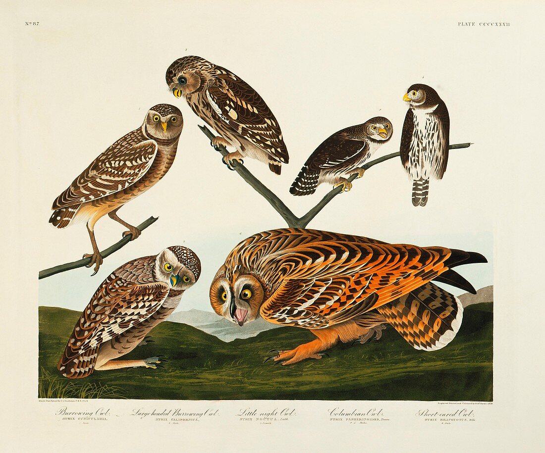 Group of Owls,artwork