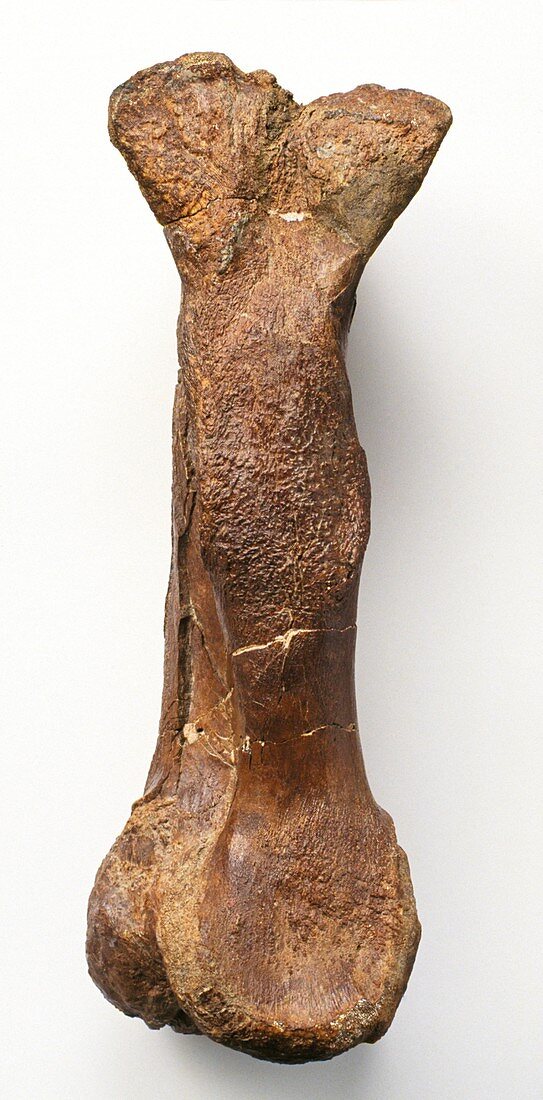 Iguanodon foot bone fossil