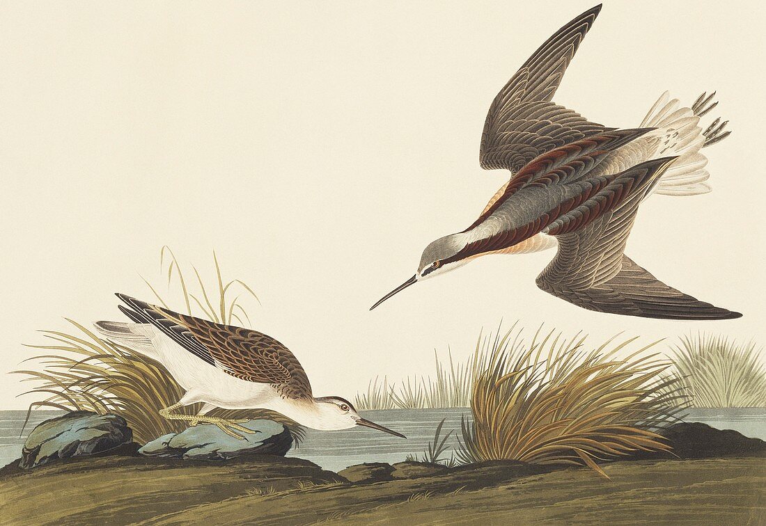 Wilson's phalarope,artwork