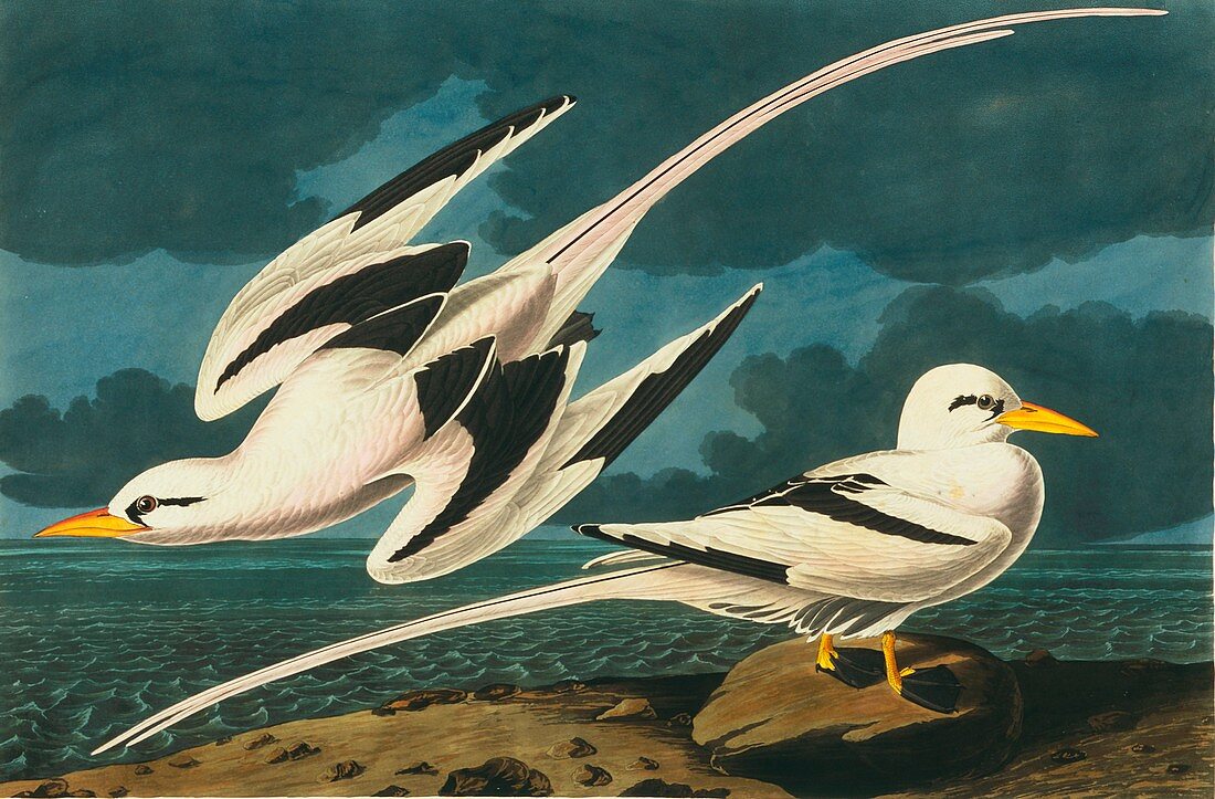 White-tailed tropicbird,artwork