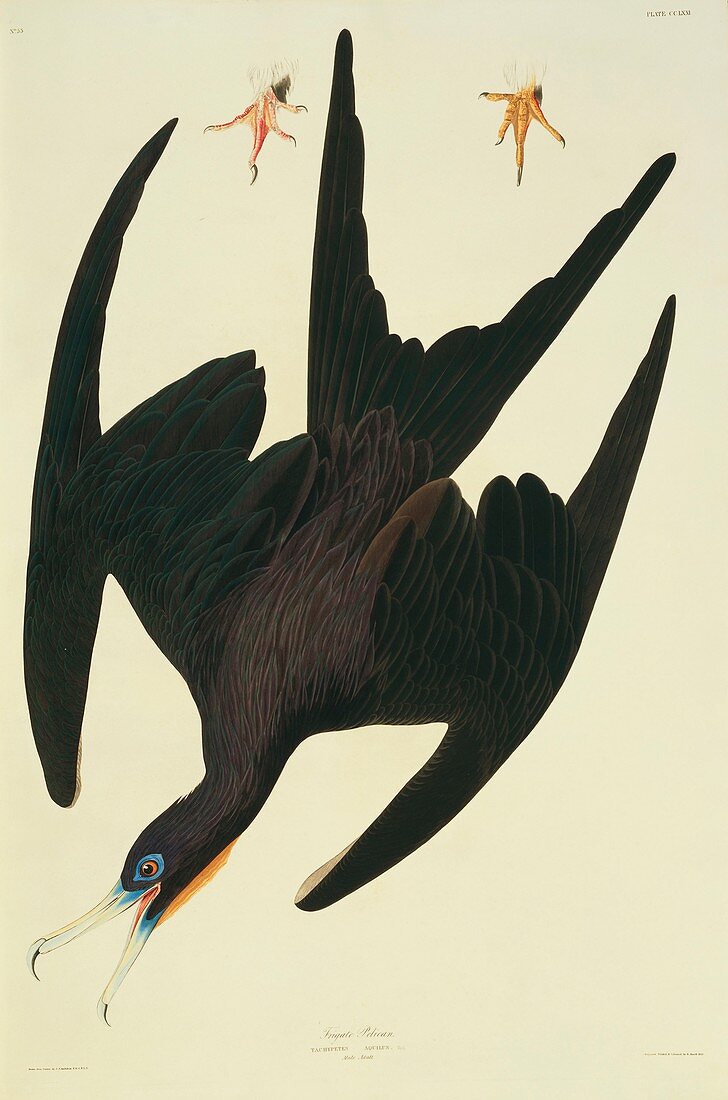 Magnificent frigatebird,artwork