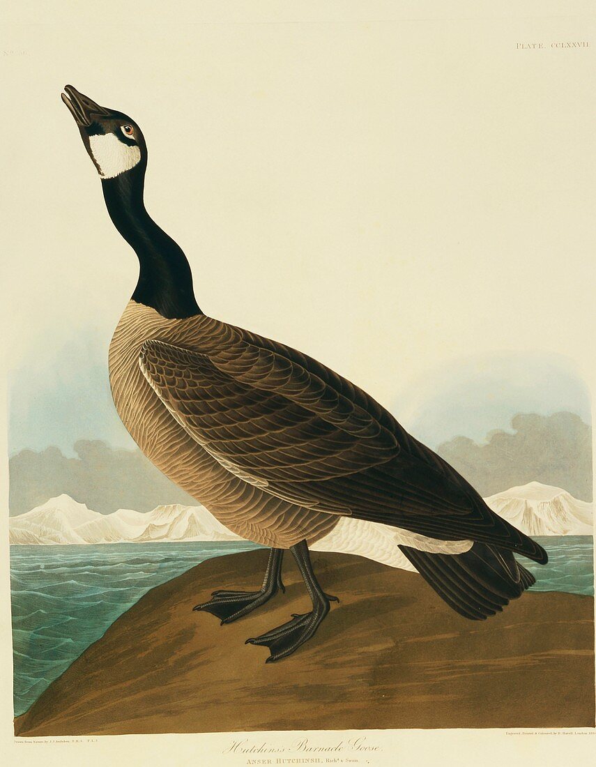 Canada goose,artwork