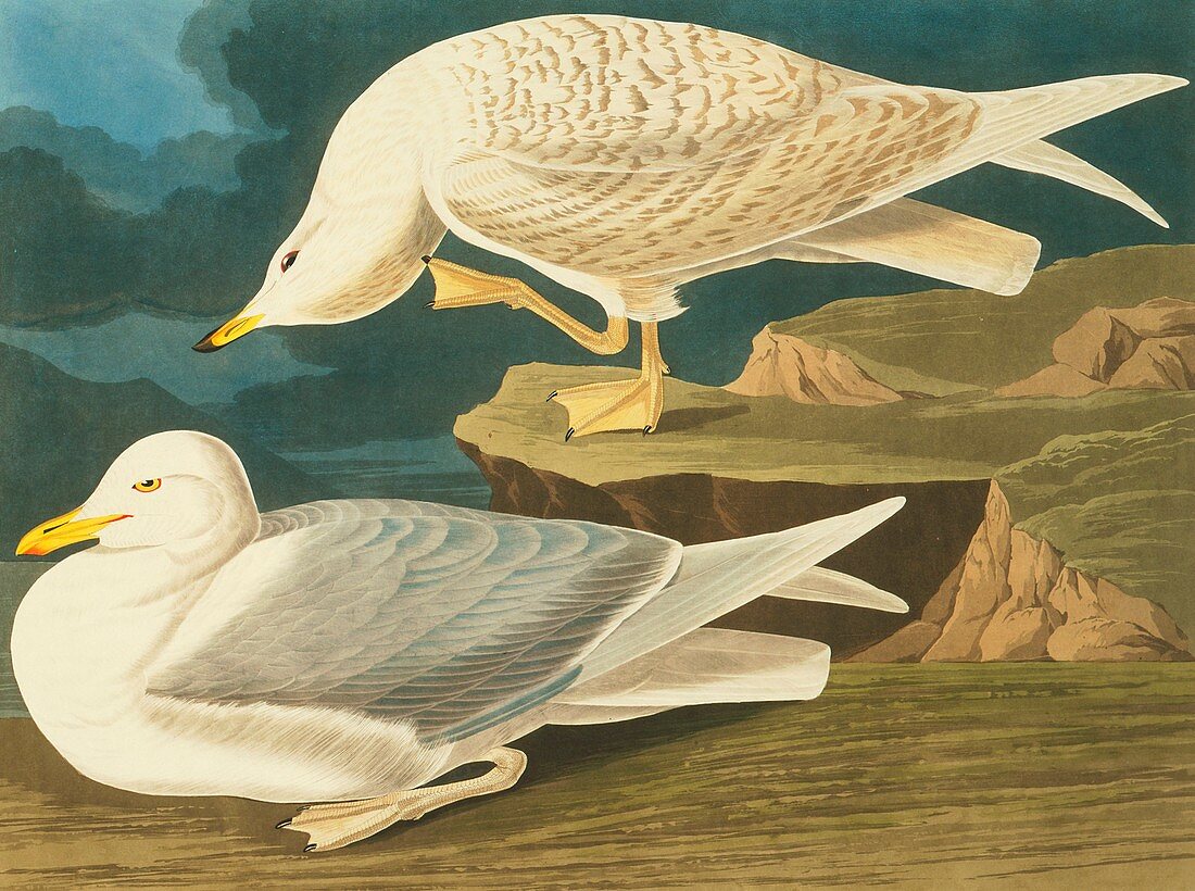 Iceland gull,artwork
