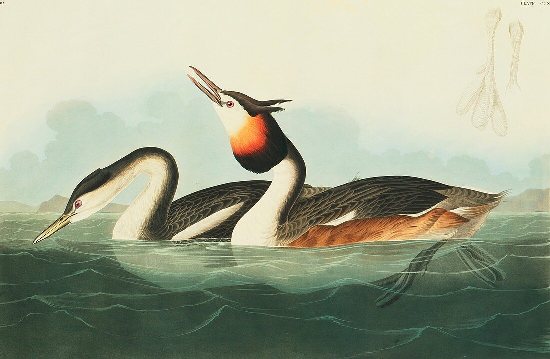 Great crested grebe,artwork