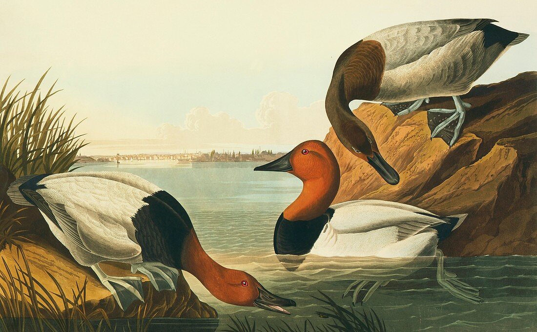 Canvasback ducks ,artwork
