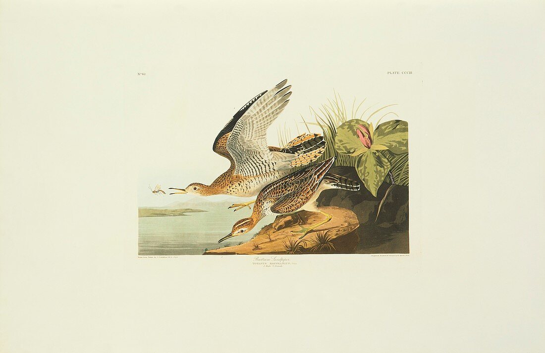 Upland sandpiper,artwork
