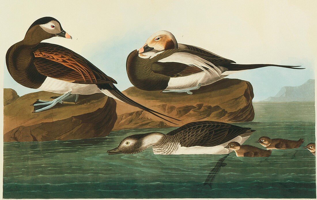 Long-tailed duck,artwork
