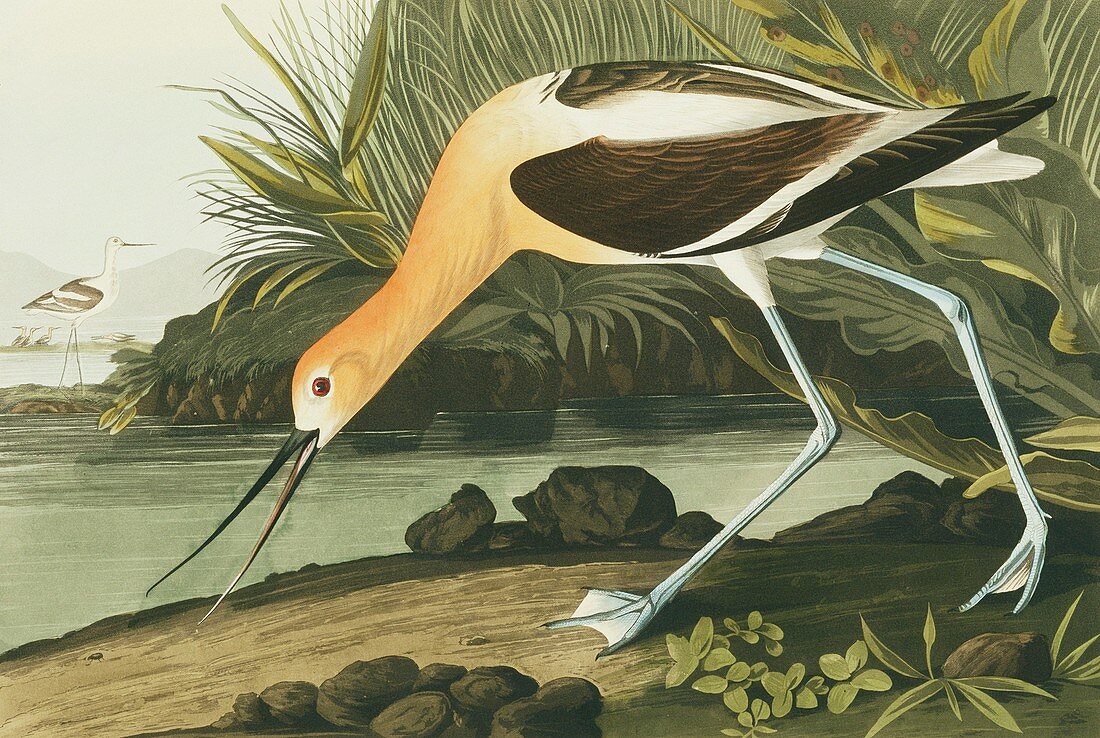 American avocet,artwork