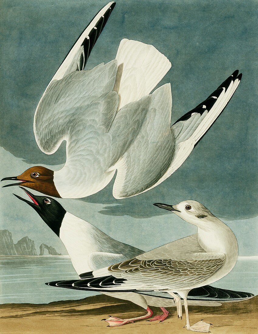 Bonaparte's gull,artwork
