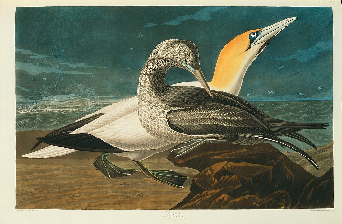 Northern gannet,artwork