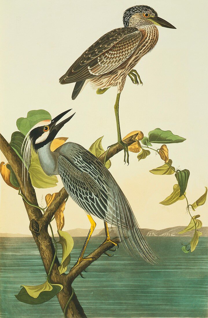 Yellow-crowned night heron,artwork