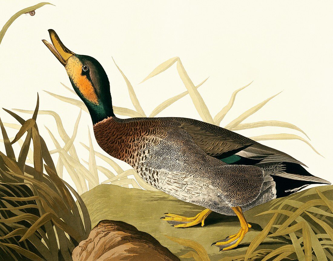 Hybrid mallard gadwall duck,artwork