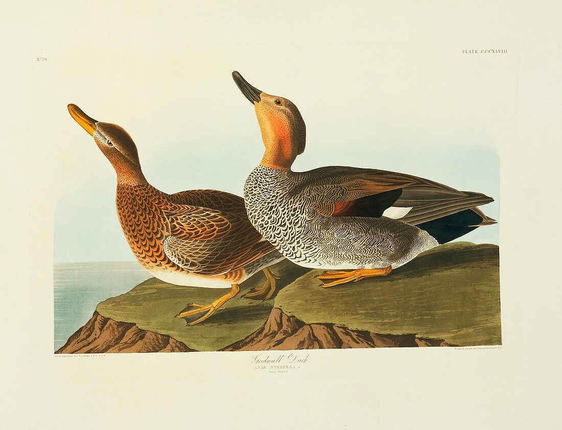 Gadwall ducks,artwork