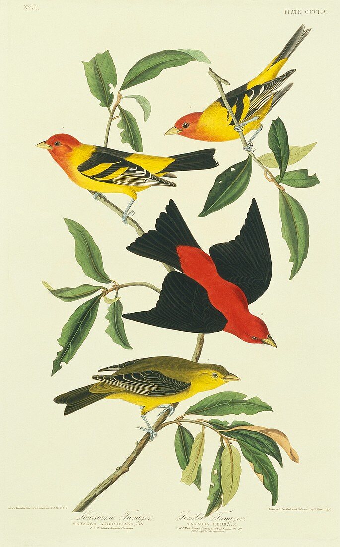 Western and Scarlet Tanagers,artwork
