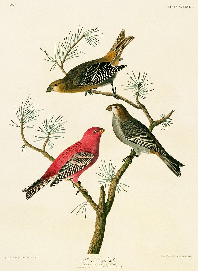 Pine grosbeak birds,artwork