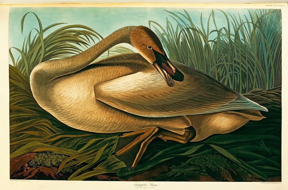 Trumpeter swan on nest,artwork