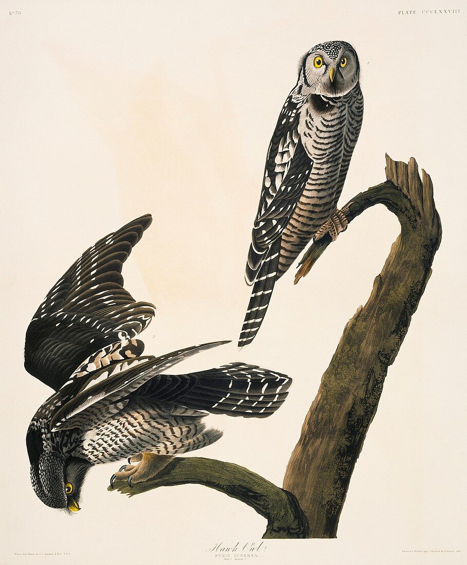 Northern hawk-owl,artwork