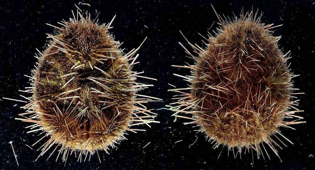 Burrowing sea urchin