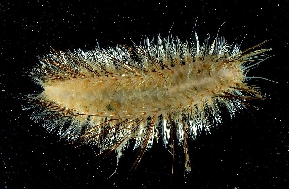 Polychaete marine worm