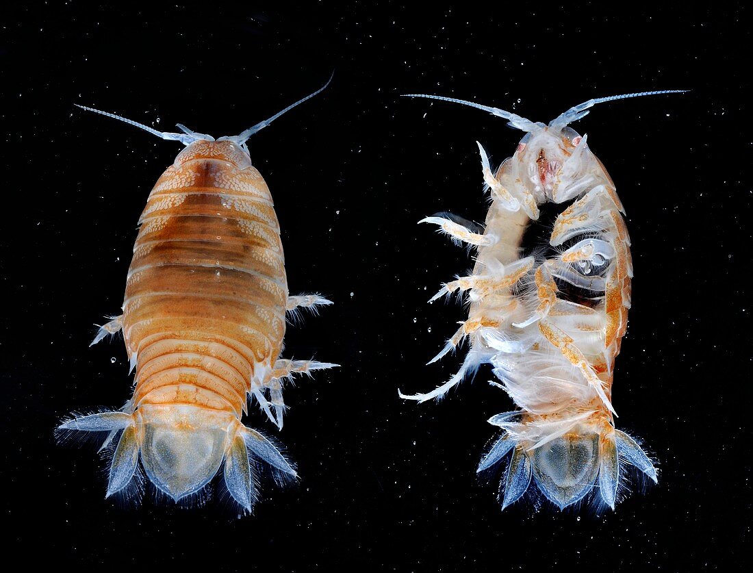 Isopod crustacean