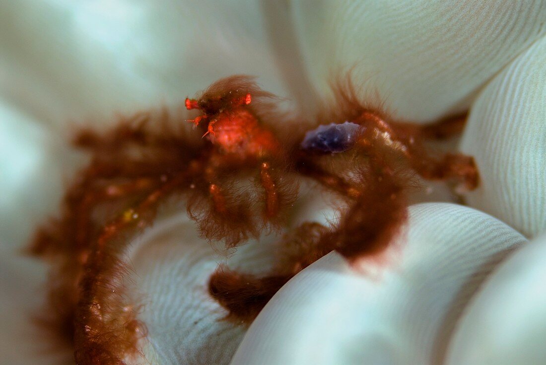 Orangutan crab on bubble coral