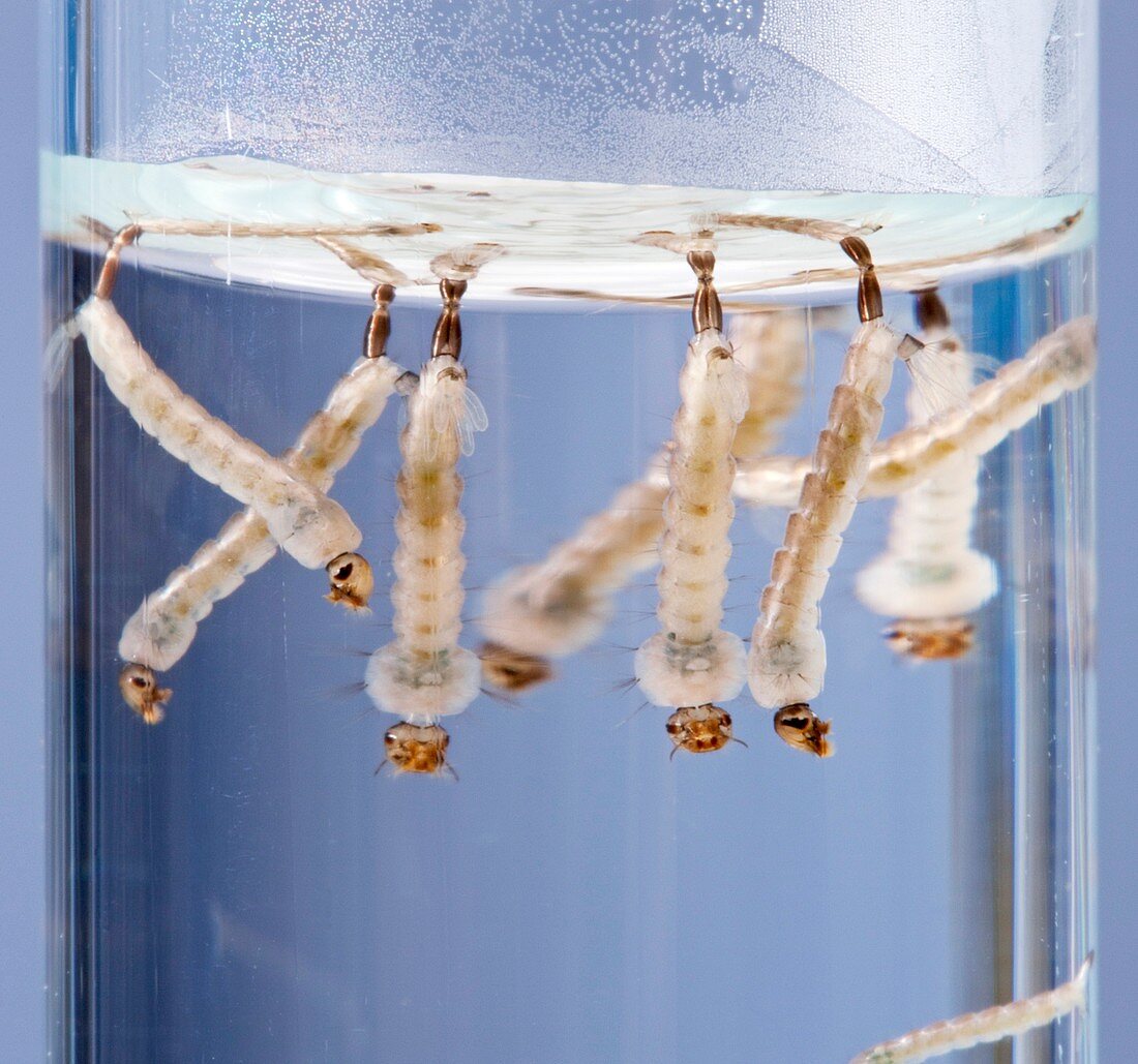 Asian tiger mosquito larvae