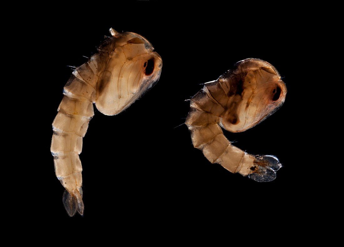 Asian tiger mosquito pupae