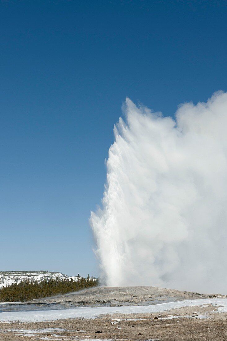 Old Faithful geyser erupting
