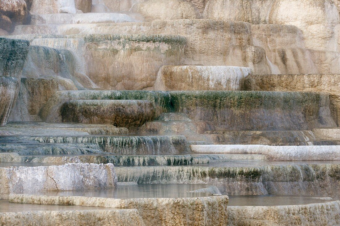 Mineral terraces,Mammoth Hot Springs