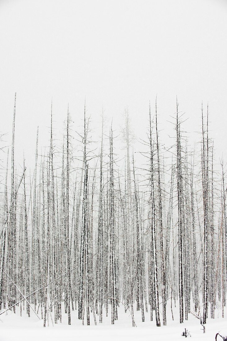 Winter forest,Yellowstone National Park