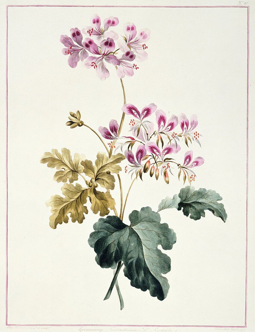 Pelargonium,artwork