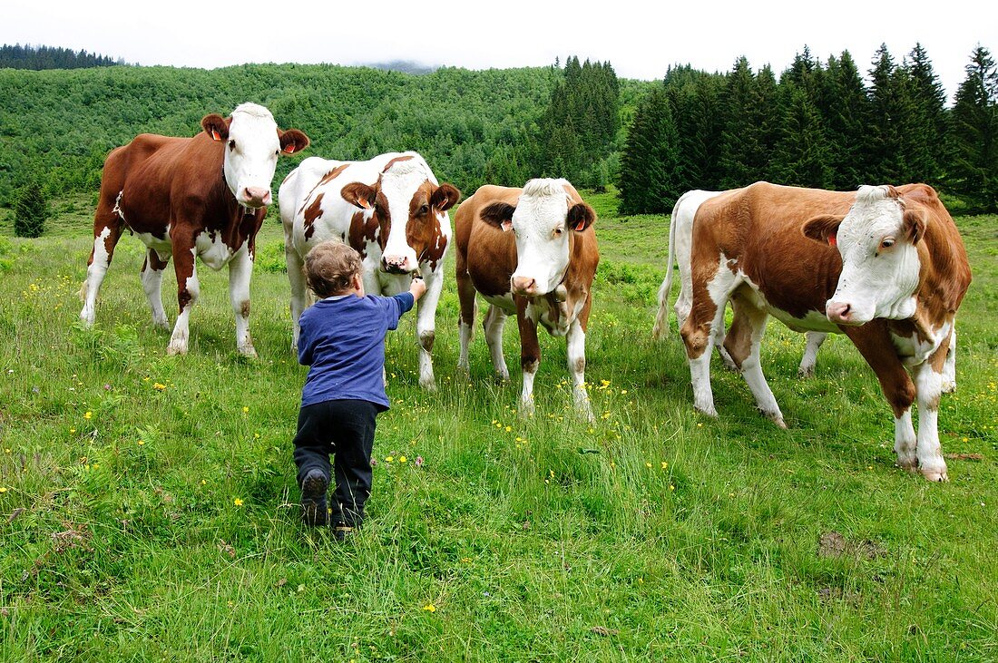 Boy in green field with free grazing cows
