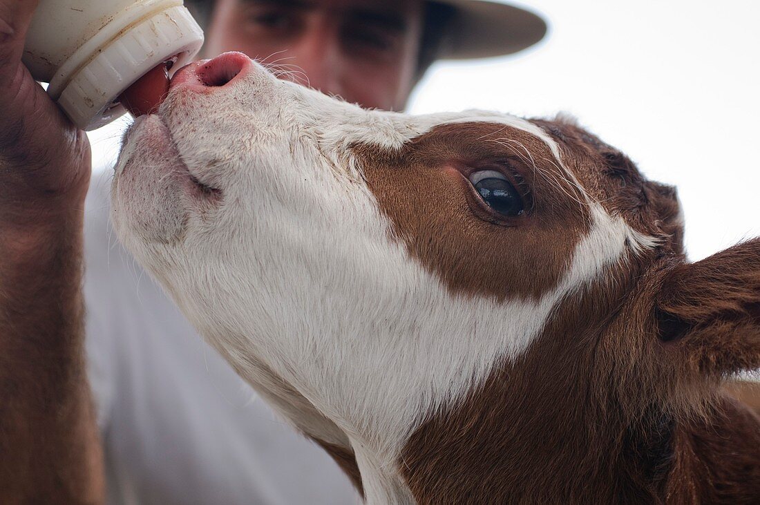 Calf suckling a milk bottle