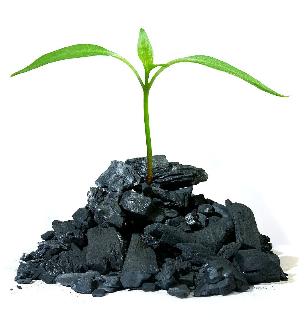 Biochar plant growth,conceptual image