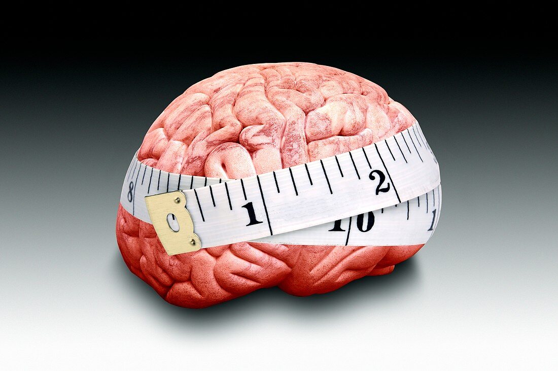 Brain size,conceptual image