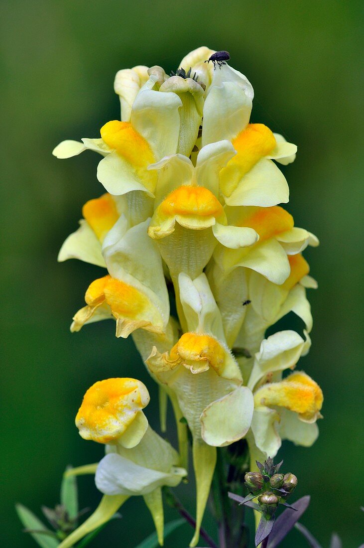 Common toadflax flowers