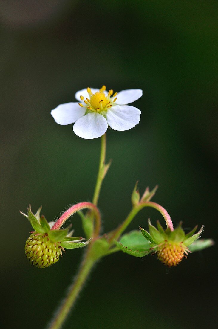 Wild strawberry flower and fruit