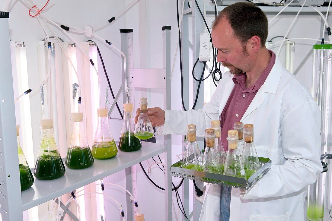 Microalgae food supplement production