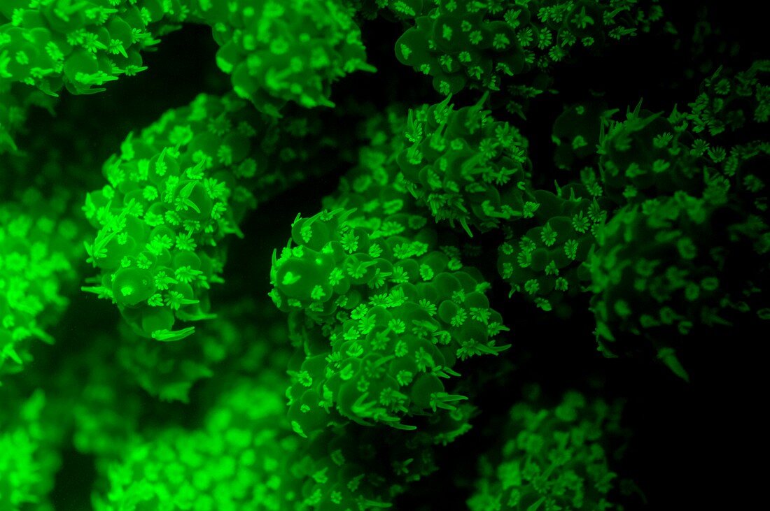 Coral polyps fluorescing green