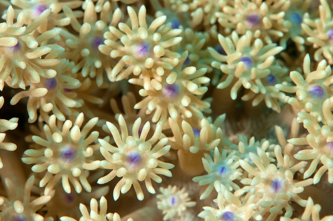 Coral polyps feeding