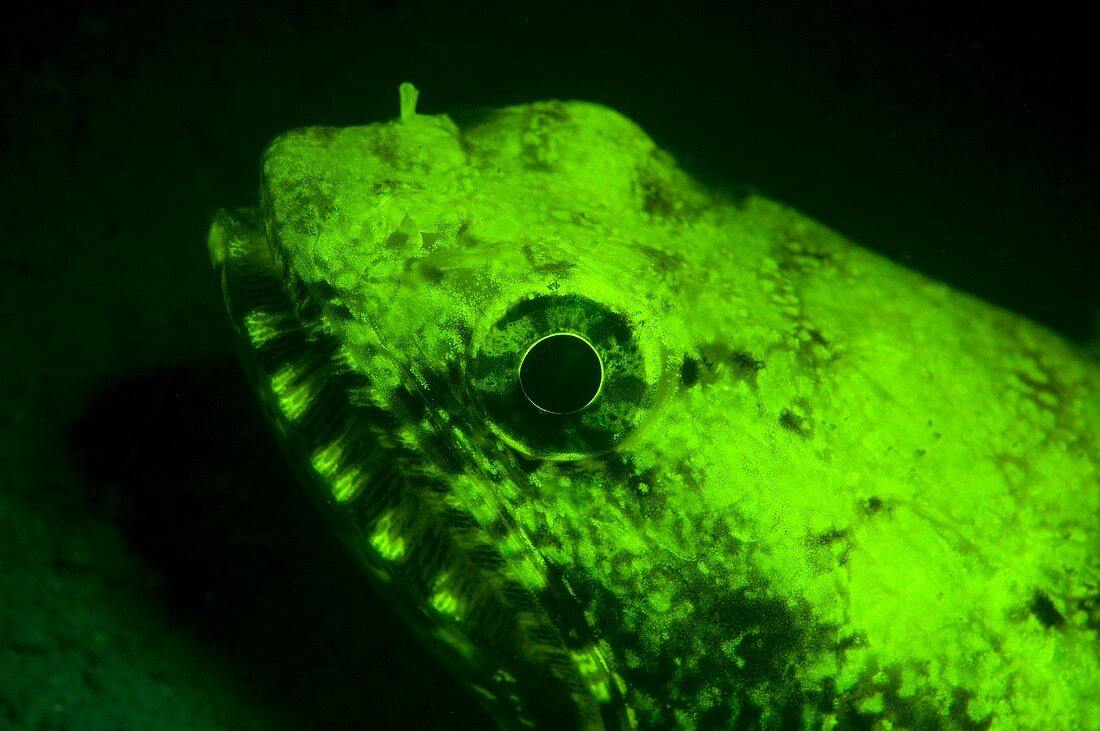 Lizardfish,Synodis sp,fluorescing