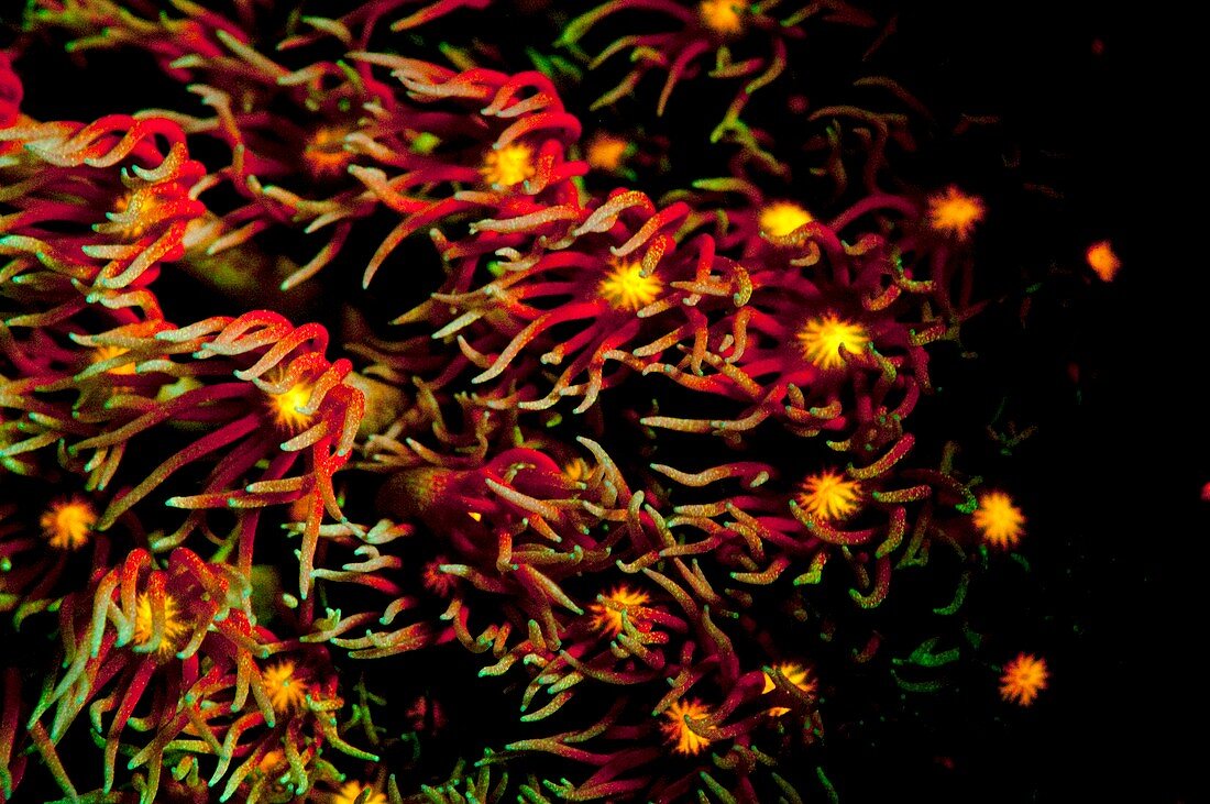 Goniopora hard coral fluorescing