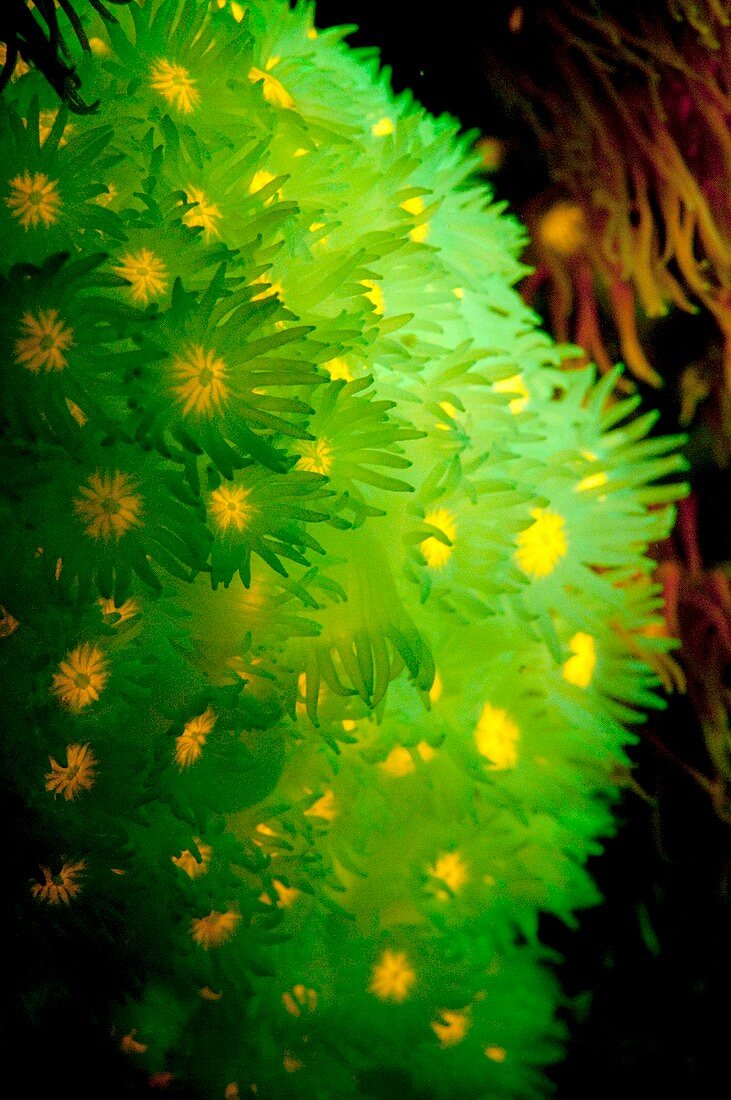 Goniopora coral polyps fluorescing