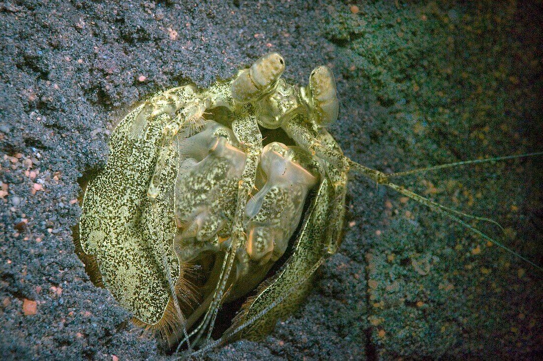 Club mantis shrimp fluorescing at burrow