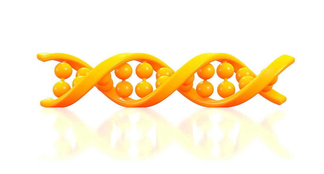 DNA molecule,artwork