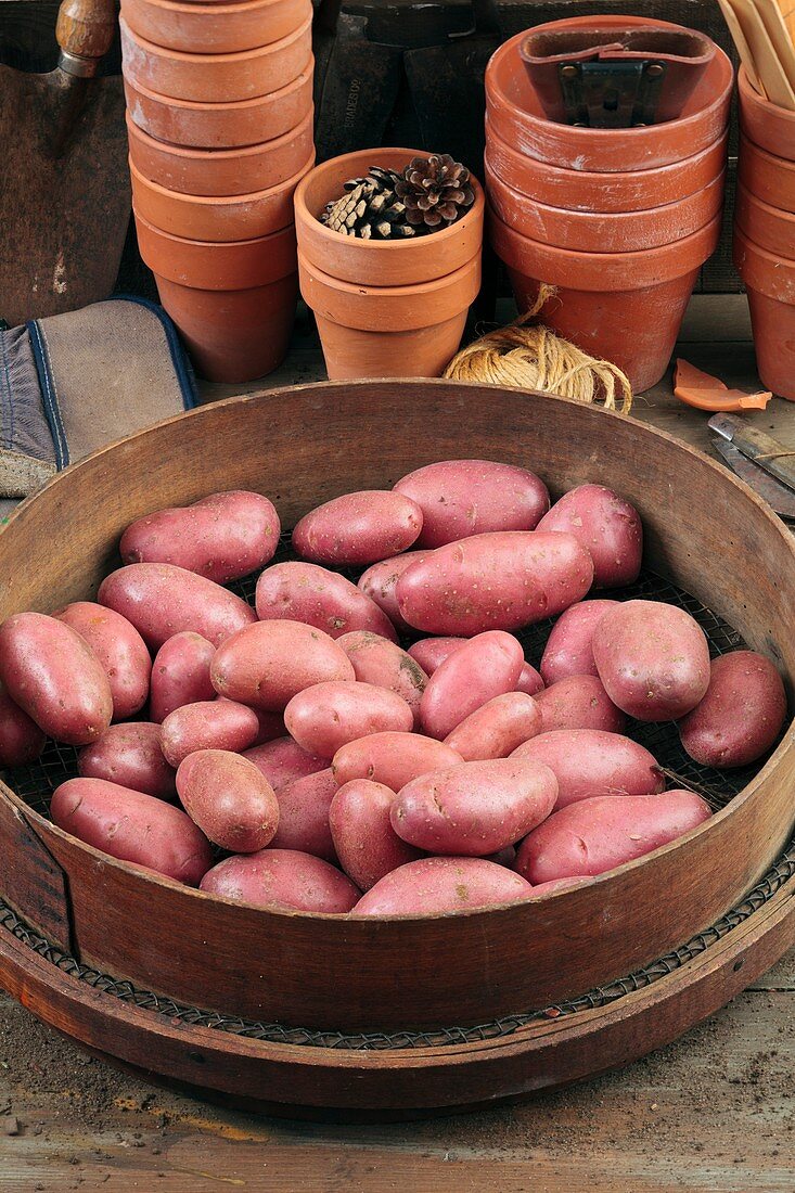 Potato - Solanum tuberosum 'Cherie'