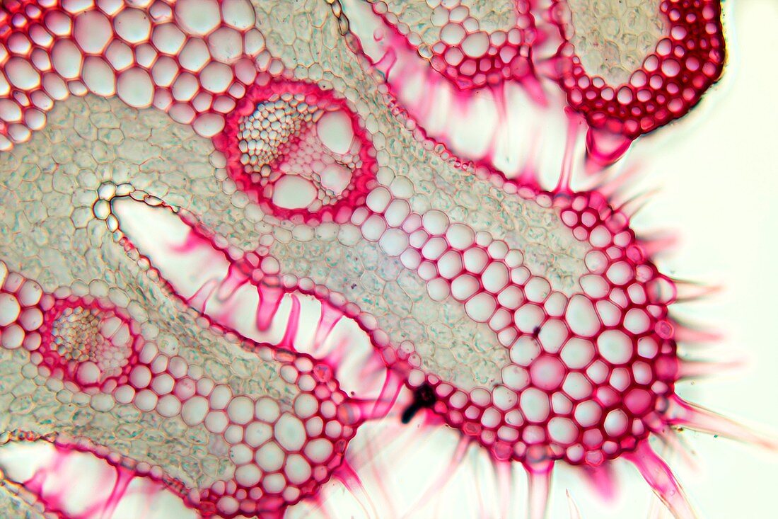 Ammophila arenaria leaf,light micrograph