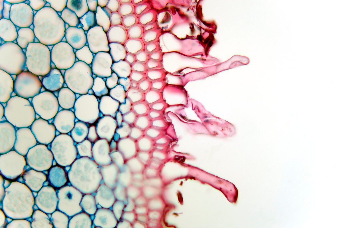 Smilax root,light micrograph