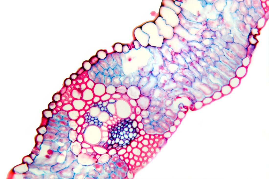 Wheat leaf,light micrograph
